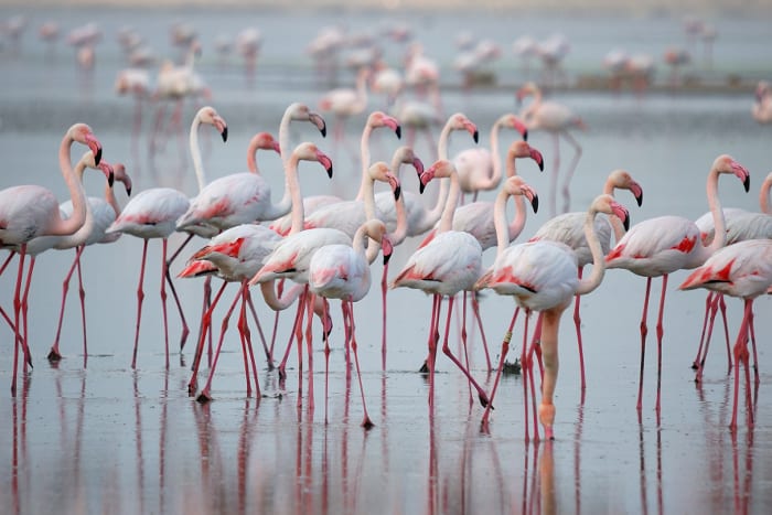 flamencos