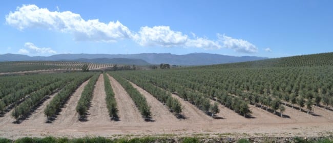 super intensive olive grove in Sorbas area e