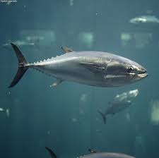 Blue fin tuna