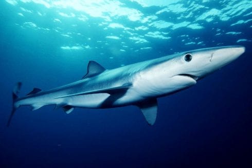 Blue shark