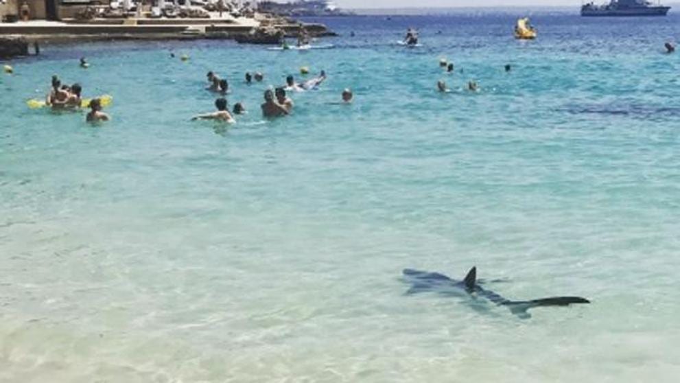 Six-foot-long shark injures Mallorca tourist as authorities close beach ...