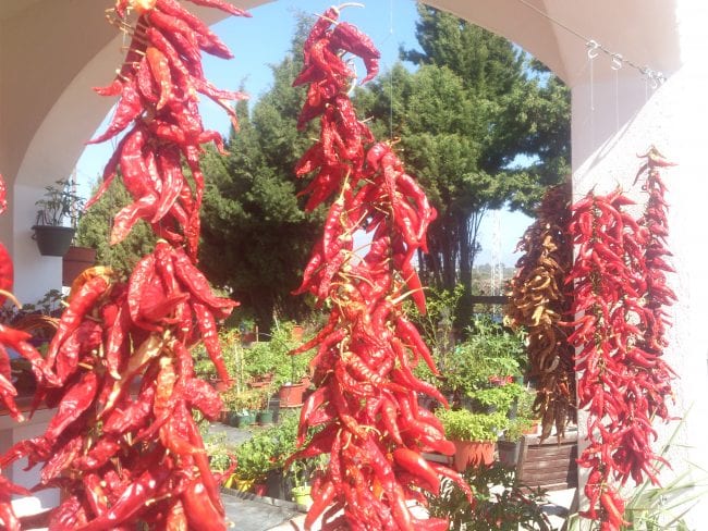 chilli farm e