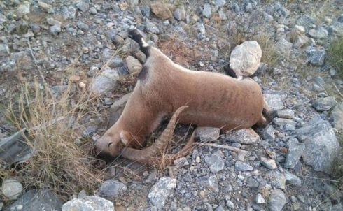 ibex killed