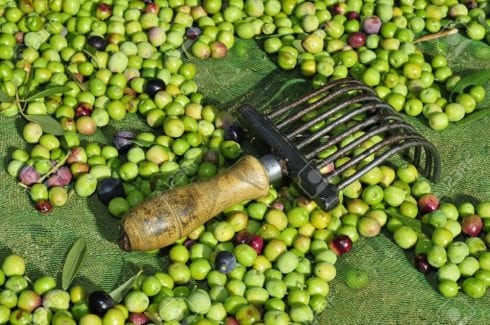 olives spain e