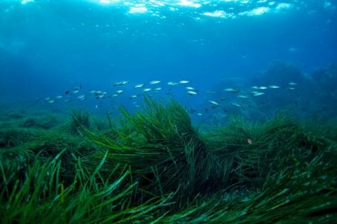 posidonia plant e