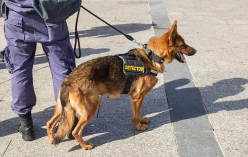 sniffer dog e