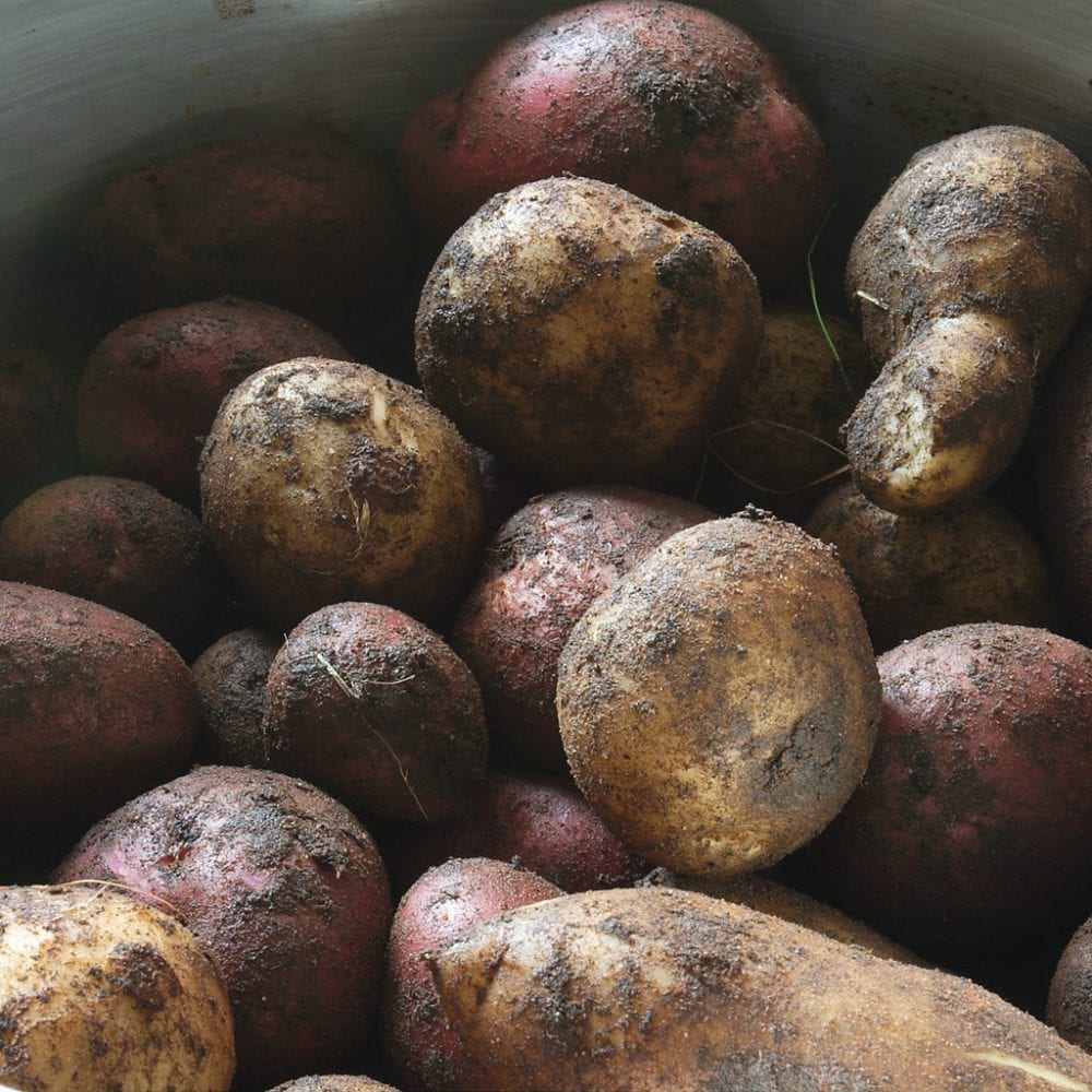 potatoes e