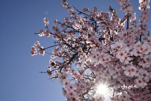 almond blossom