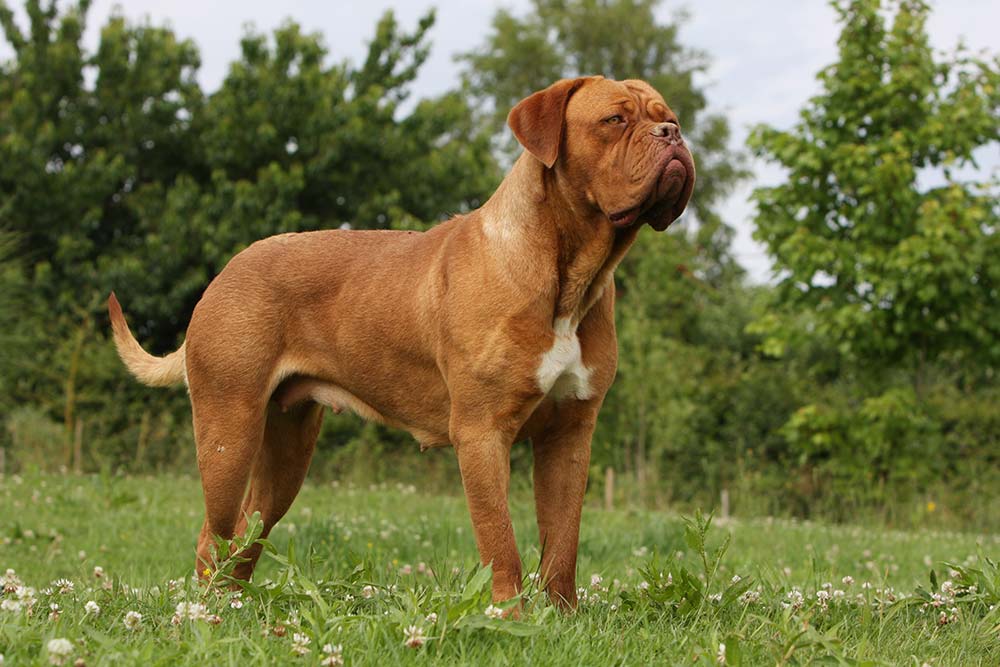 dogue de bordeaux