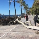 fallen tree marbella