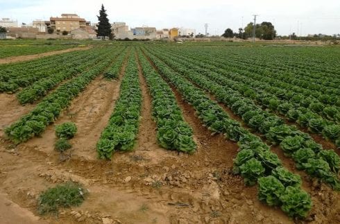 lettuce alicante