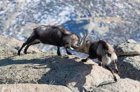 goat battle