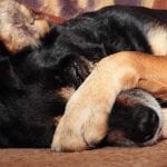 Why Do Dogs Cover Their Eyes With Their Paws Petset