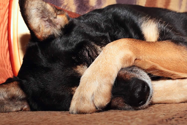 Why Do Dogs Cover Their Eyes With Their Paws Petset