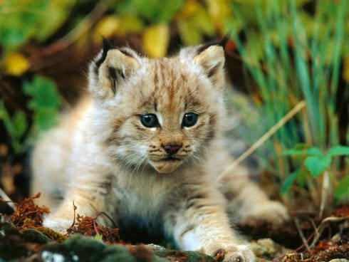 First Iberian Lynx cubs born this season in Spain’s Doñana