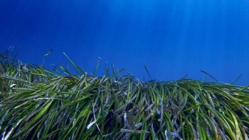 posidonia grasslands