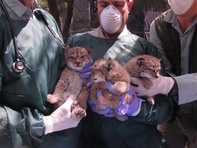 lynx puppies