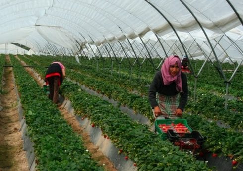 strawberries huelva