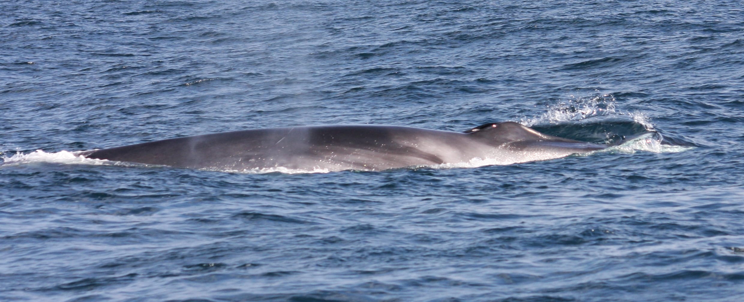 Fin Whales