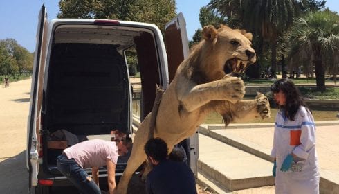 stuffed lion