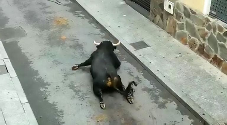bull breaks legs