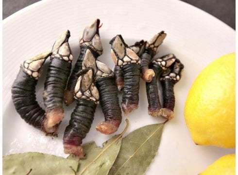 percebes  Copy