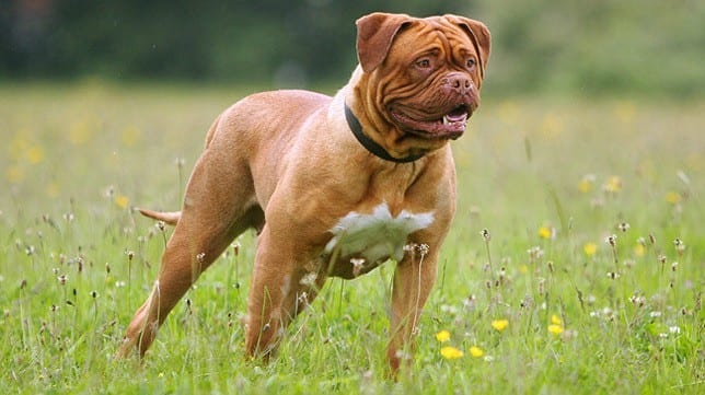 french mastiff