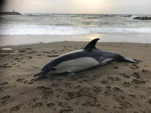 January sees surge of dolphin deaths on Spain’s Costa del Sol beaches