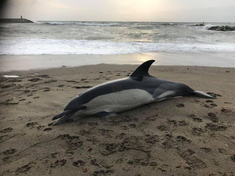 January sees surge of dolphin deaths on Spain’s Costa del Sol beaches