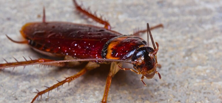 ¿Por qué hay tantas cucarachas en España?  Cómo prosperan los desagradables insectos en el sur de Europa: una nueva investigación demuestra que son resistentes a los pesticidas