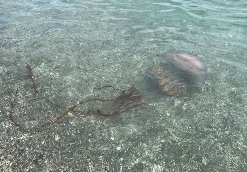 Jellyfish alert on several beaches of Costa del Sol, particularly Spain’s Estepona