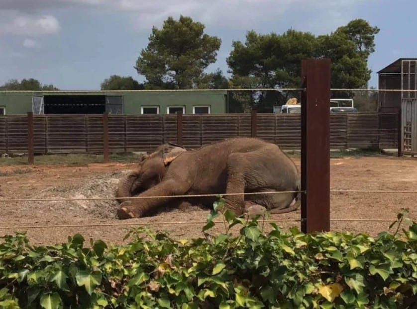 Locals in Mallorca defend expat owned 'zoo from hell' after it was exposed  in UK and Spanish press - Olive Press News Spain