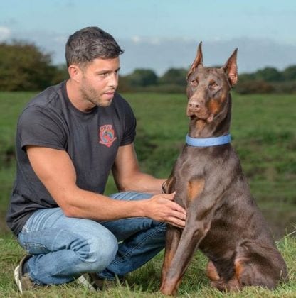 buying a guard dog