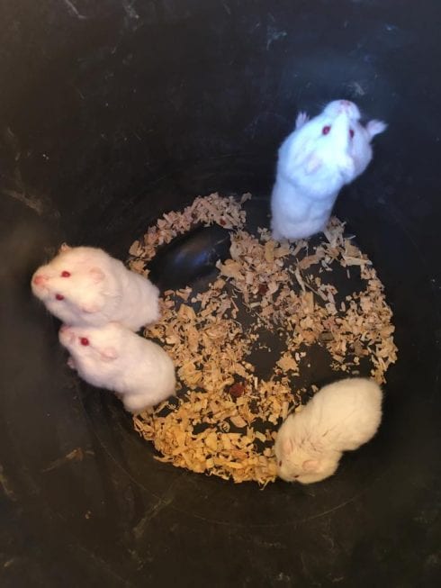 Hamsters Dumped By Bin 2