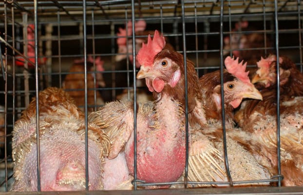 Hens In Cage