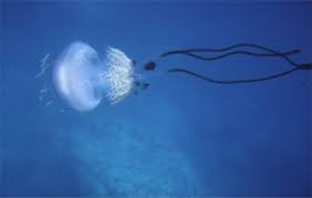 Giant Jellyfish