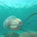 Giant Jellyfishh