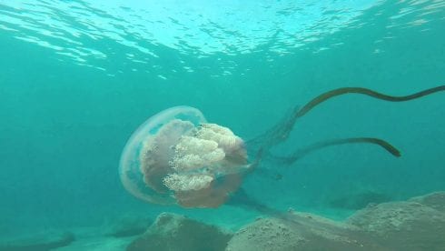 Giant Jellyfishh