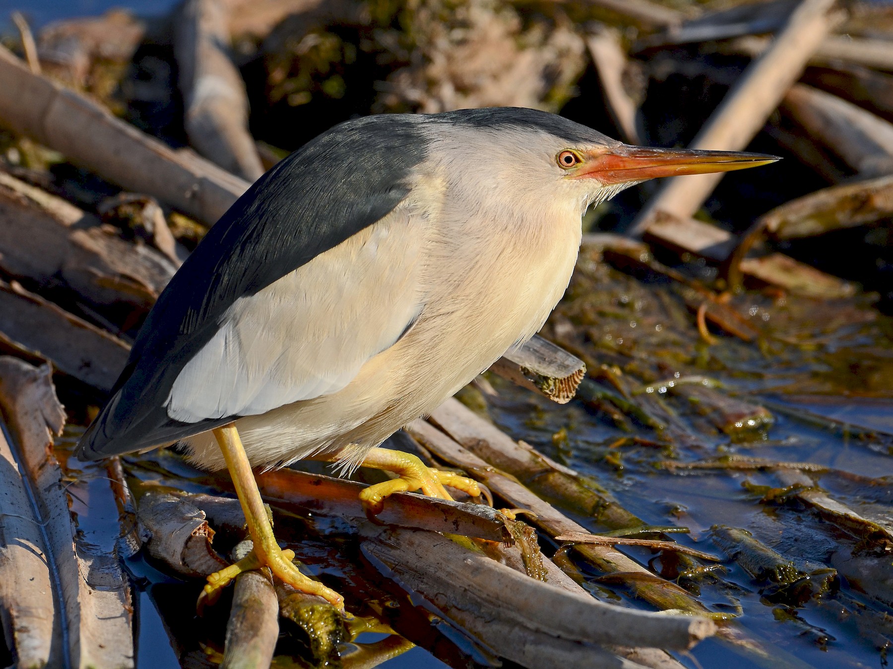 Little Bittern