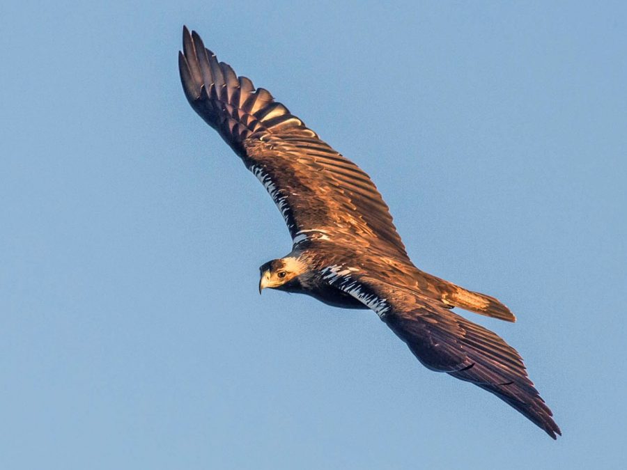 Spanish Imperial Eagle