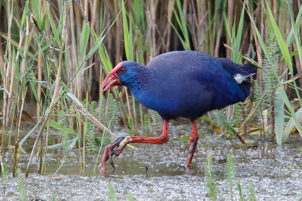 Purple Gallinule Minsmere Suffolk July 2016 Steve Gantlett