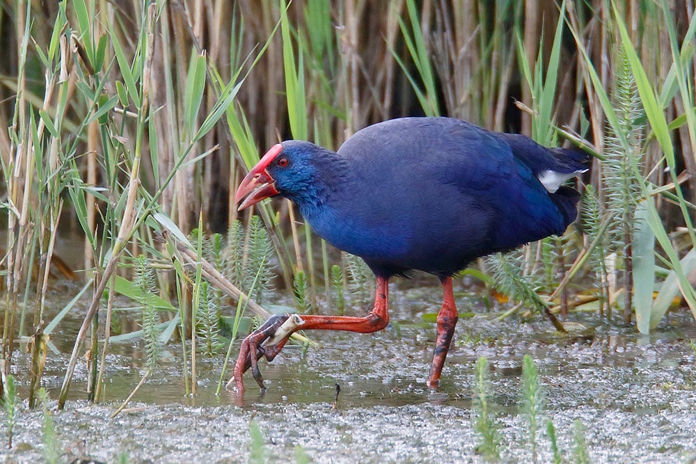 Purple Gallinule Minsmere Suffolk July 2016 Steve Gantlett 