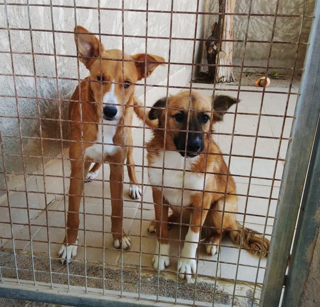 Dogs2