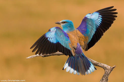 European_roller