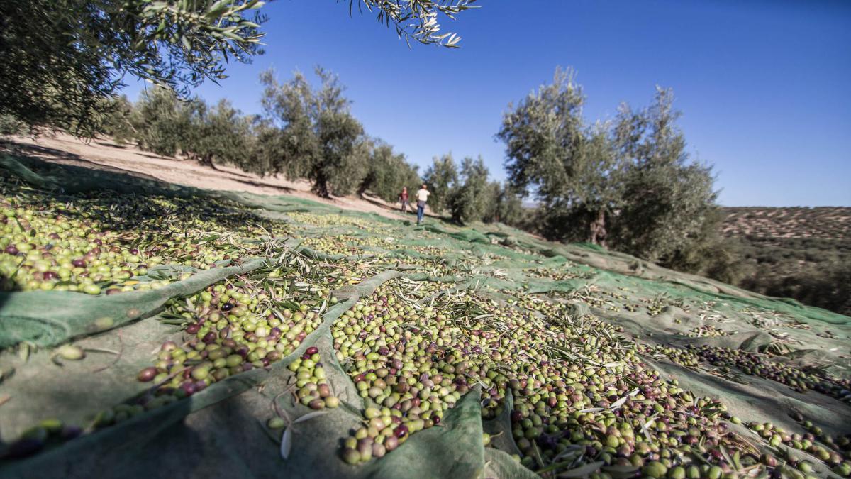 Jaen Olives