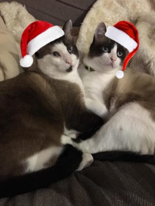 Loraine Gostling Meowffoy And Muggle