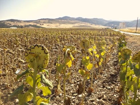 Sunflowers  Photo    Karethe Linaae