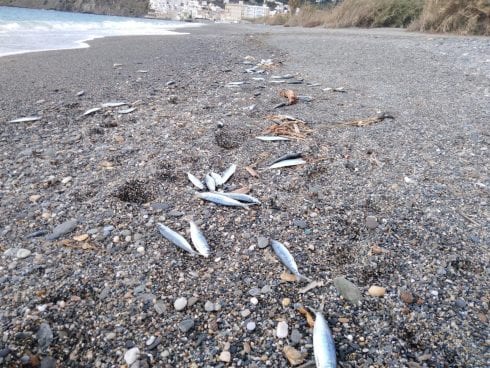 Aparecen Miles De Peces Muertos En Una Playa De Salobrena