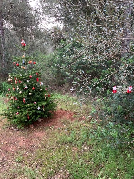 Christmas Tree In Costa Blanca Wood