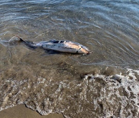 Dead Delfin